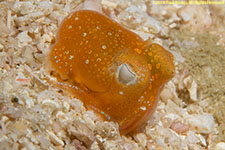 bobtail squid